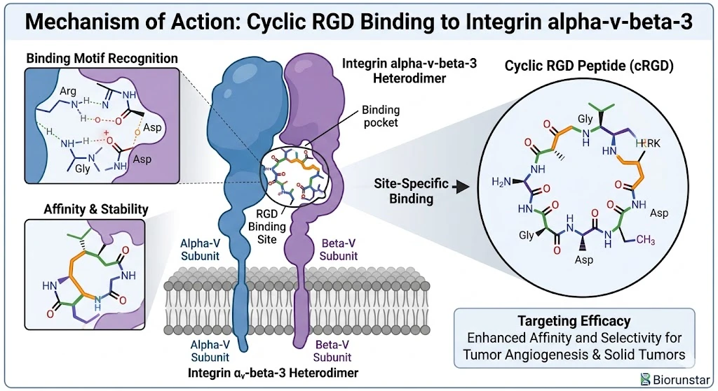 biorunstar-crgd-peptide-molecular-binding-affinity