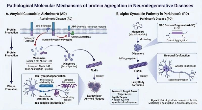 neurodegeneration-protein-aggregation-mechanisms neurodegeneration-protein-aggregation-mechanisms